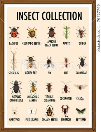 Set of insect collection in wooden frame Set of insect collection in wooden frame 76727749