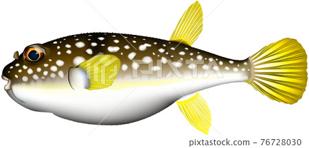 Fugu common puffer fish illustration vector eps 76728030