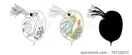 Daphnia in colour and doodle on white background 76728072
