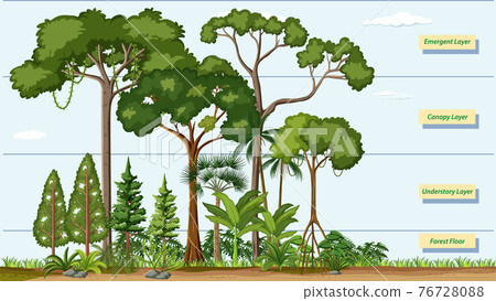 Layers of a Rainforest with name 76728088