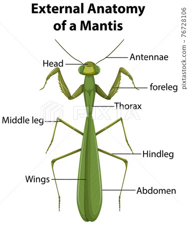 External Anatomy of a Mantis on white background External Anatomy of a Mantis on white background 76728106