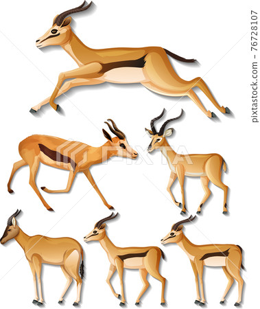 Set of different sides of impala isolated on white background Set of different sides of impala isolated on white background 76728107