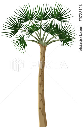 Single rainforest tree isolated on white background 76728108