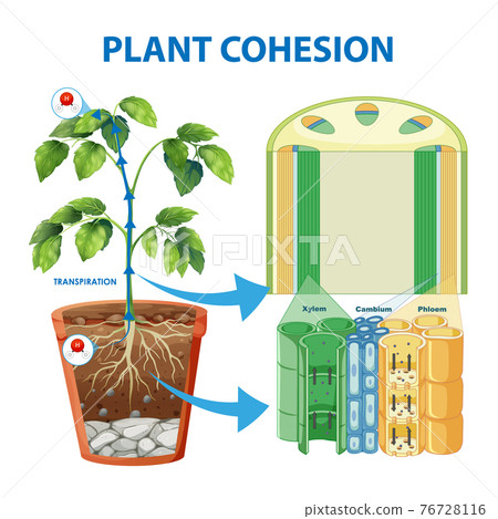 Diagram showing Plant Cohesion 76728116