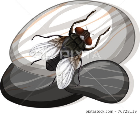 Top view of house fly on a stone on white background Top view of house fly on a stone on white background 76728119