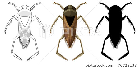 Set of backswimmer beetle in three style Set of backswimmer beetle in three style 76728138