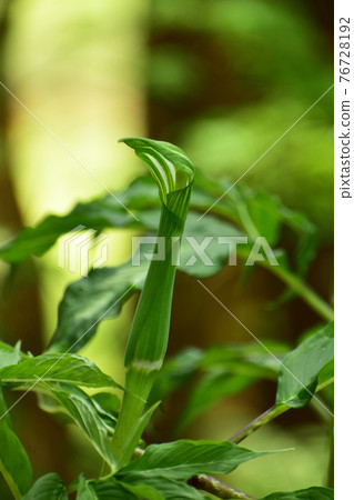 春天的高麗天南莊 春天的高麗天南莊 76728192