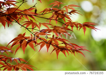 春天的紅楓 76728193