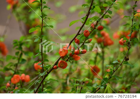 Red flower of red velvet Red flower of red velvet 76728194
