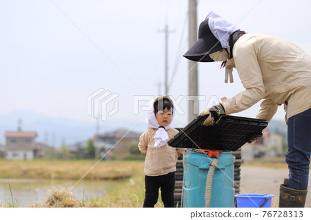 Children helping to plant rice 76728313