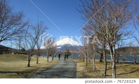 A promenade lined with trees with a snow-capped Mt. Fuji in front 76728329