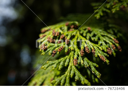 日本柏樹雄花花粉季節陽光在森林裡 日本柏樹雄花花粉季節陽光在森林裡 76728406