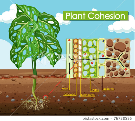 Diagram showing Plant Cohesion 76728556
