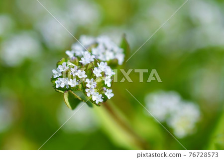 Nodisha的花 Nodisha的花 76728573