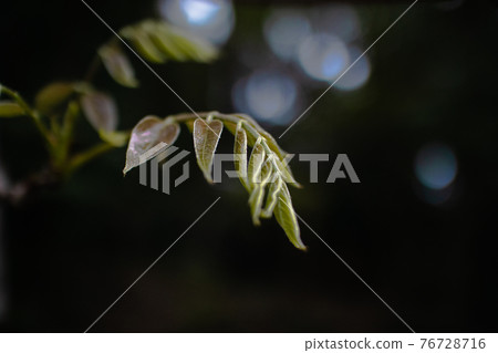 Light and leaves swaying in the dark 76728716