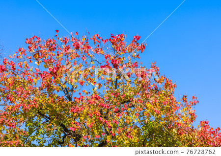 愛知縣名古屋市名城公園的紅葉 愛知縣名古屋市名城公園的紅葉 76728762