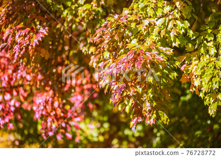 愛知縣名古屋市名城公園的紅葉 76728772