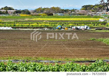 Minuma field walk: Minuma Tanbo Spring color 76728935