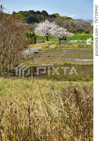 Minuma field walk:Minuma Tanbo 春天的顏色 Minuma field walk:Minuma Tanbo 春天的顏色 76728942