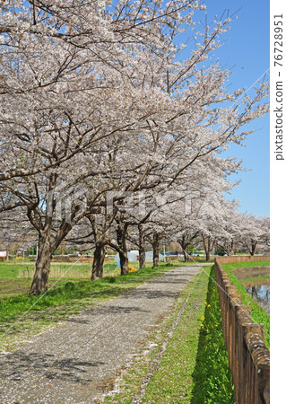 Minuma field walk: Minuma substitute water eastern margin Minuma field walk: Minuma substitute water eastern margin 76728951