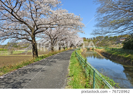 Minuma field walk: Minuma substitute water eastern margin Minuma field walk: Minuma substitute water eastern margin 76728962