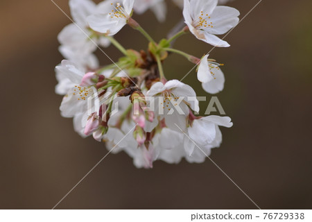 櫻桃樹 櫻桃樹 76729338