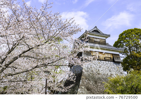 Kumamoto Castle undeclared turret in full bloom of cherry blossoms (photographed on March 22, 2021) Kumamoto Castle undeclared turret in full bloom of cherry blossoms (photographed on March 22, 2021) 76729500