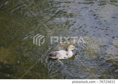 番鴨雛（沖繩） 76729815
