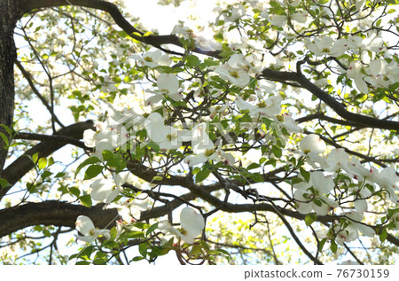 Hanamizuki in full bloom of a big tree Hanamizuki in full bloom of a big tree 76730159