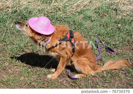 Brown mixed breed dog wearing harness in pink hat and unhappy about playing dress up Brown mixed breed dog wearing harness in pink hat and unhappy about playing dress up 76730370
