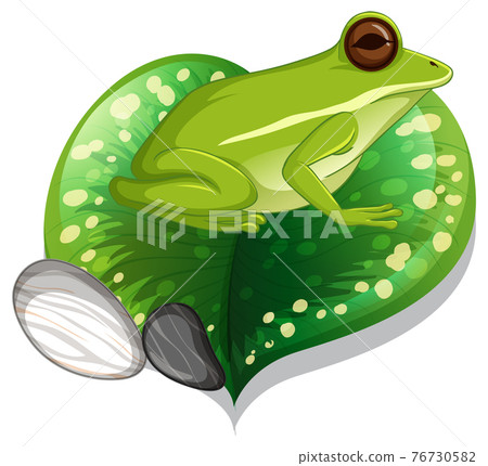 A green frog on a leaf isolated 76730582