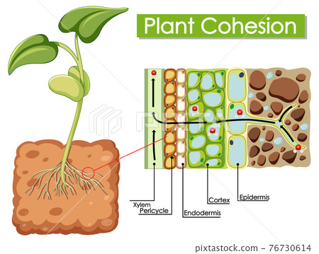 Diagram showing Plant Cohesion Diagram showing Plant Cohesion 76730614