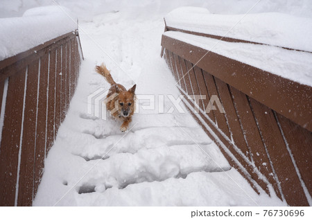 Mixed breed brown dog running up snow covered stairs to home at full speed during snow storm Mixed breed brown dog running up snow covered stairs to home at full speed during snow storm 76730696
