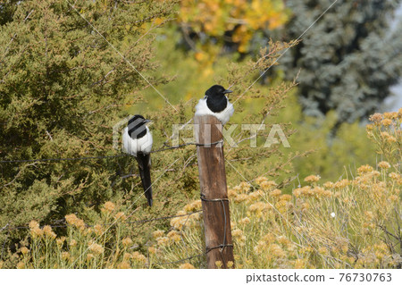 Two black billed magpie birds or pica hudsonia perched on fence and fence post amid autumn vegetation 76730763