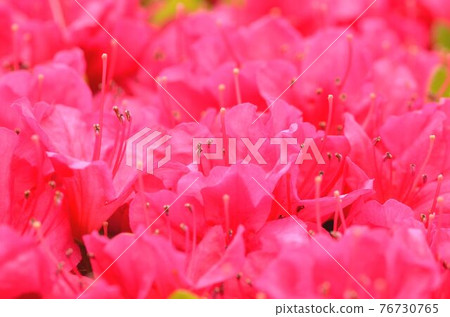成簇生長並長出雄蕊的杜鵑花 成簇生長並長出雄蕊的杜鵑花 76730765