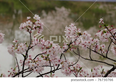 鶴舞公園龍外池的櫻花 鶴舞公園龍外池的櫻花 76730766