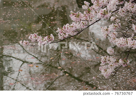 鶴舞公園龍外池的櫻花 鶴舞公園龍外池的櫻花 76730767