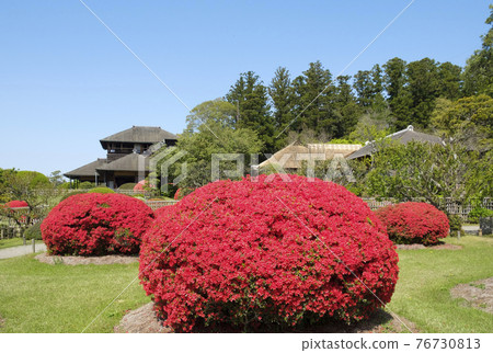 水戶市偕樂園的霧島杜鵑花和紅文亭 76730813