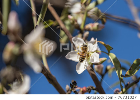 Bee On Almond Blossom. honeybee in almond blossoms Bee On Almond Blossom. honeybee in almond blossoms 76731027