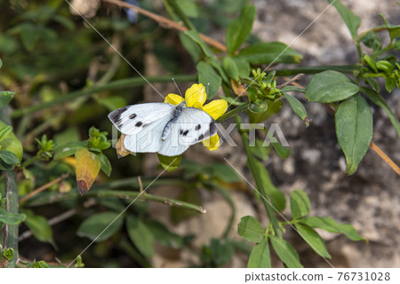 butterfly. white butterfly on yellow flower 76731028