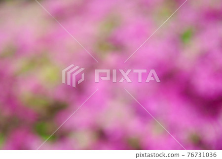 Abstract forest bokeh background, stray focus Abstract forest bokeh background, stray focus 76731036