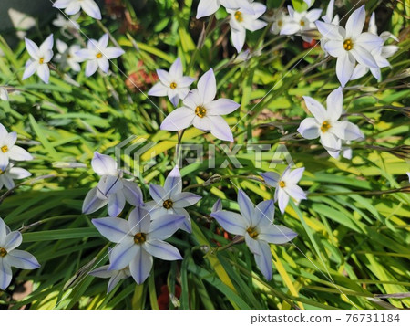 哈納花花 76731184