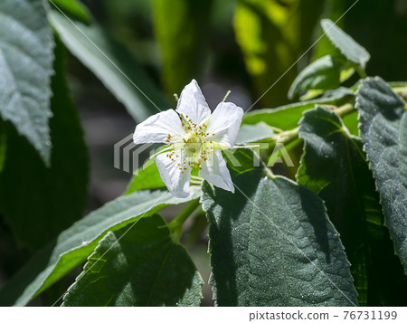 Calabura, Jam tree, Jamaican cherry, Malayan Cherry, West Indian Cherry 76731199