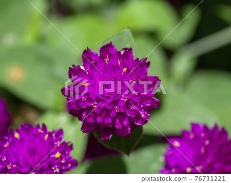 Close up of globe amaranth flower. Close up of globe amaranth flower. 76731221