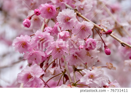 Dead brown cherry tree 76731411