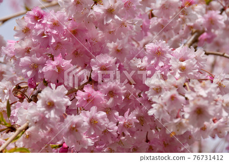 Dead brown cherry tree 76731412