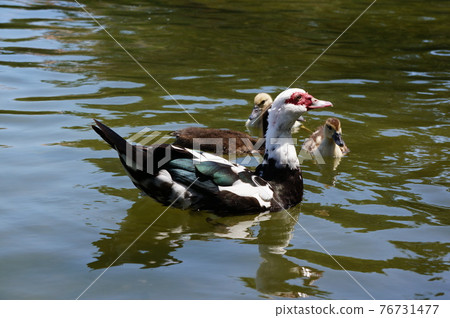 Muscovy duck parent and child (Okinawa) 76731477