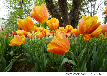 鬱金香領域 76731673