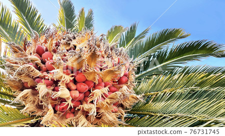 蘇鐵種子和藍天 蘇鐵種子和藍天 76731745