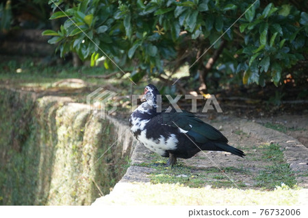 番鴨（沖繩） 76732006